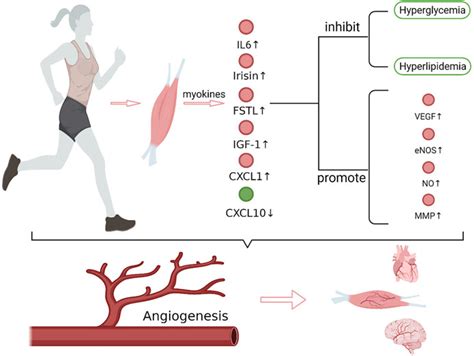 Frontiers The Role Of Exercise Induced Myokines In Promoting Angiogenesis