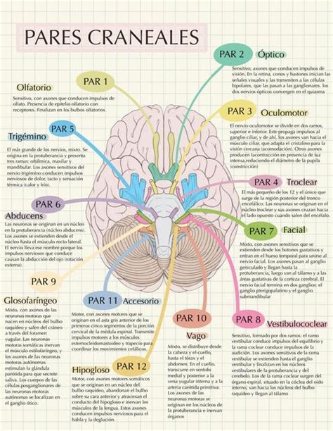 Sistema Nervioso Pares Craneales Juli Udocz