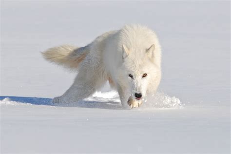 Arctic Wolf