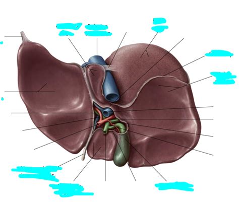 liver lobes Diagram | Quizlet