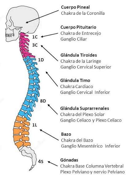 ANATOMÍA SUTIL del ser humano glándulas chakras y circuito energético