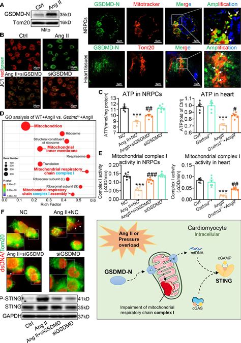 GSDMD Gasdermin D Mediates Pathological Cardiac Hypertrophy And