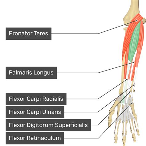 Flexor Carpi Radialis: Origin, Insertion And Action, 60% OFF