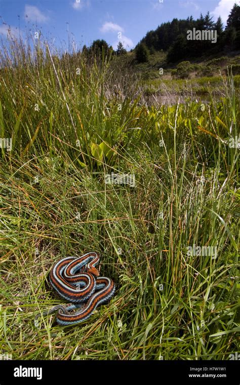 San Francisco Garter Snake Thamnophis Sirtalis Tetrataenia Near Pond