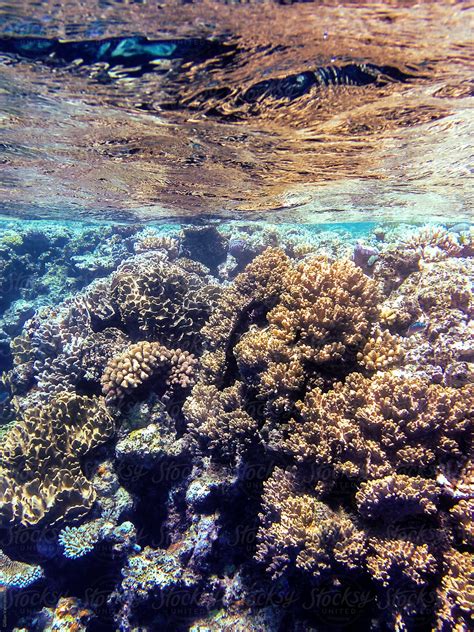 "Coral Under The Sea, Great Barrier Reef, Australia" by Stocksy ...