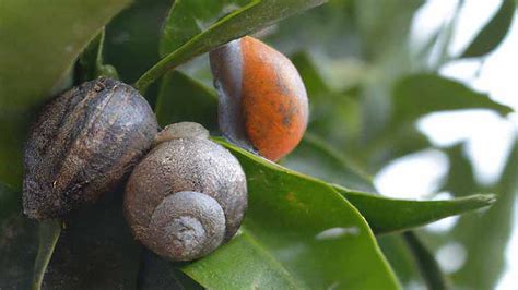 How To Get Rid Of Snails On Citrus Trees Effective Methods And Tips