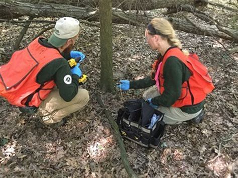 Spring treatment information of hemlock woolly adelgid - upnorthvoice.com