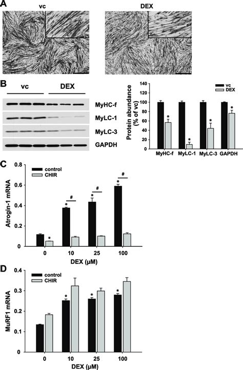 Induction Of Atrogin 1 MuRF1 MRNA Expression By Dexamethasone Dex