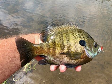 How To Consistently Catch Big Bluegills And Other Panfish — Panfish On