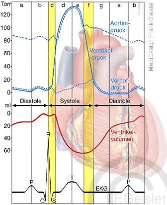 Pumpfunktion Herz Systole Und Diastole