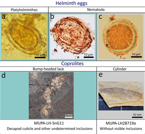 Parasite Egg Like Structures Found In The Las Hoyas Coprolites A