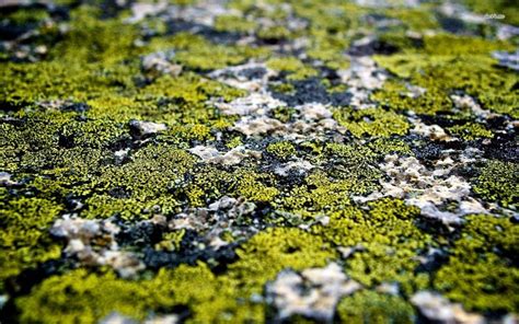 Lichen Hd Wallpaper Photography Wallpaper Free Photography Botanical