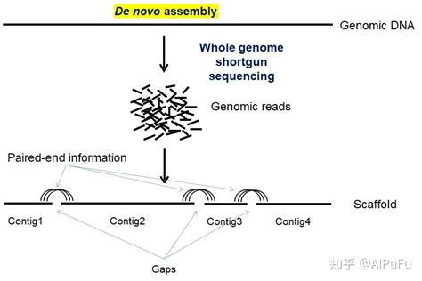 经典：基因组测序数据从头拼接或组装算法的原理 知乎