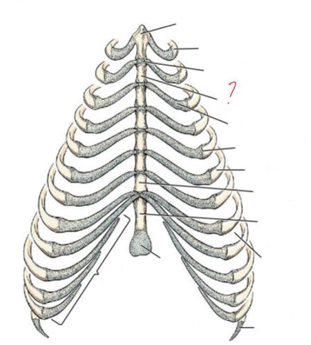 Ribs And Sternum Flashcards Quizlet