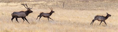 Wildlife Observing - Valles Caldera National Preserve (U.S. National ...