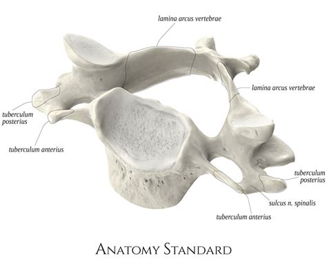 Typical Cervical Vertebrae C3c6