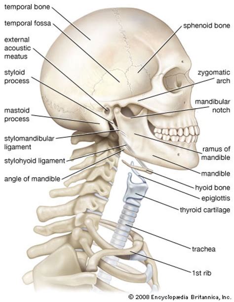 Human Neck Bones Diagram