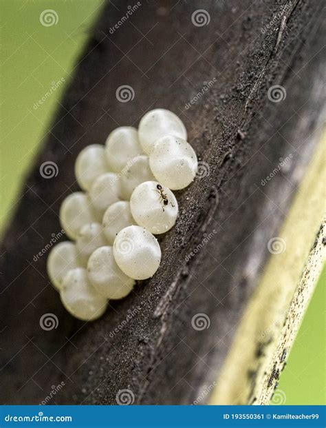 White Insect Eggs On A Tree Stock Image Image Of Wildlife Bark