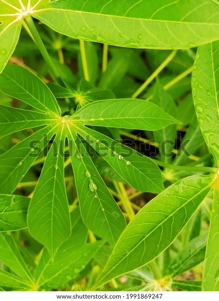 Cassava Green Leaves After Raining Stock Photo 1991869247 Shutterstock