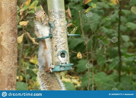 Grey Squirrel Caught In The Act Stock Image Image Of Feeder Flower