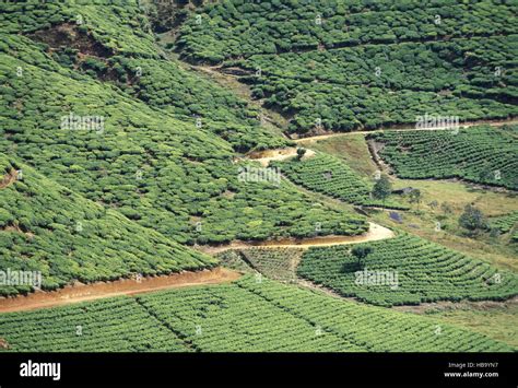 SRI LANKA NUWARA ELIYA TEA PLANTATION Stock Photo - Alamy