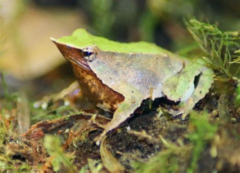 Exploring the Endangered Darwin’s Frog: A Glimpse into the Valdivian Temperate Rainforest of ...