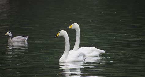 Swans Birds Animals White - Free photo on Pixabay - Pixabay