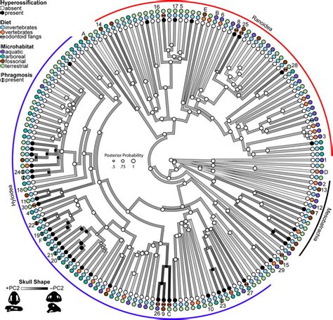 Phylogenetic Tree Of Frogs Depicting The Evolution Of Skull Shape And