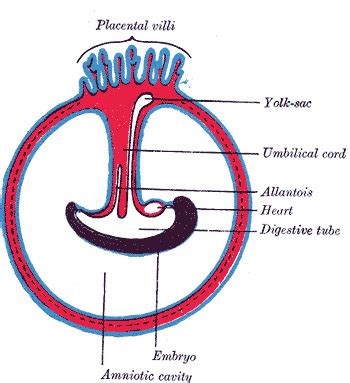 Embryology Umbilical Cord Statpearls Ncbi Bookshelf