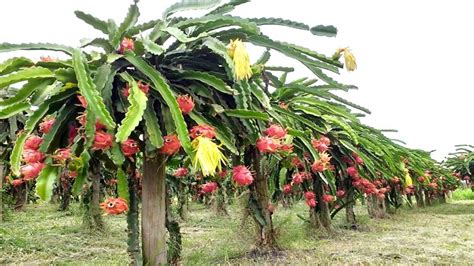 COMO PLANTAR PITAYA EM CASA EM 1 MINUTO PASSO A PASSO Kaktus