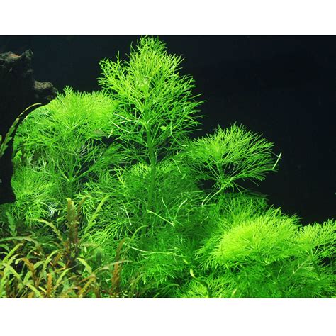 Limnophila Aquatica Aquasabi Aquascaping Shop