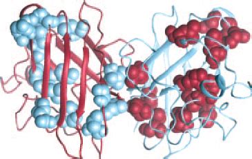 The Structure Of Homodimeric Sod Pdb Id Code Spd Showing The