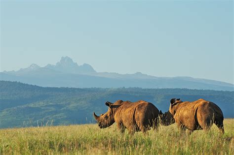 White Rhino And Mount Kenya Sean Crane Photography