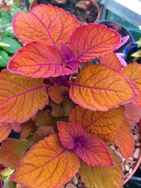 Coleus Campfire This Plant Definitely Has An Impressive Colour I Am