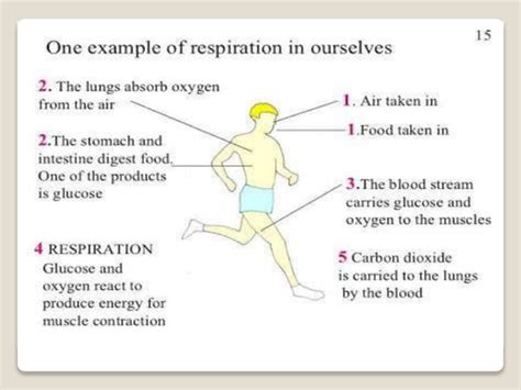 Respiration, types of respiration | PPT