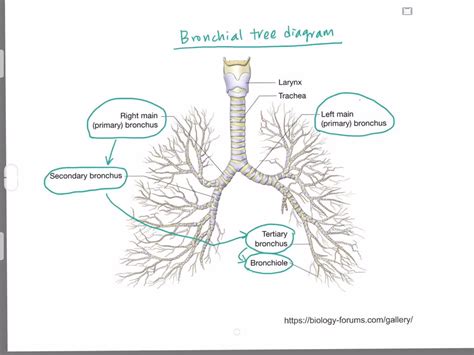 Which Of The Following Structures Is Not Part Of The Bronchial Tree A