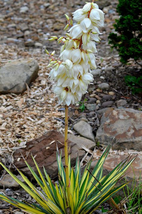 Flowering Yucca Plant Photograph By Belinda Stucki Fine Art America