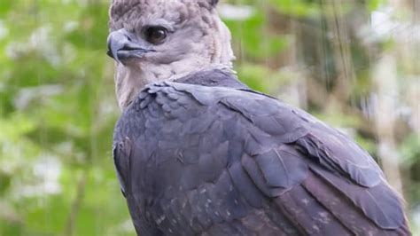 San Diego Zoo Harpy Eagle Reminds People to Stop and Smell the Roses