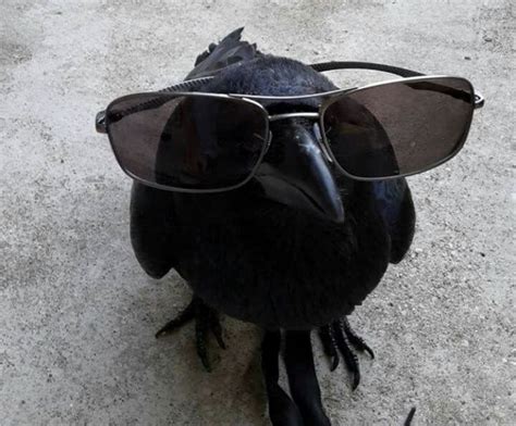 Create Meme Bird Crow The Glasses Are Funny Black Raven Bird Pictures Meme