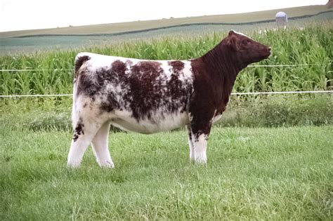 Green Castle Shorthorns Multi Breed Sale The Pulse