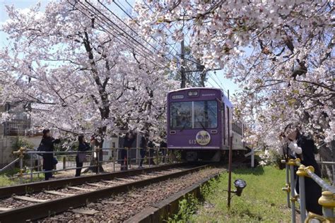 嵐電桜のトンネルは2020年〜しばらくライトアップ休止です 鉄道旅のガイド