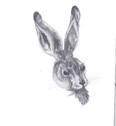 Rabbit Face Sketch at PaintingValley.com | Explore collection of Rabbit ...