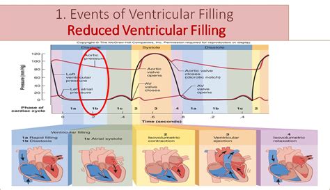 Cardiac Muscle Function Cardiac Cycle Afily