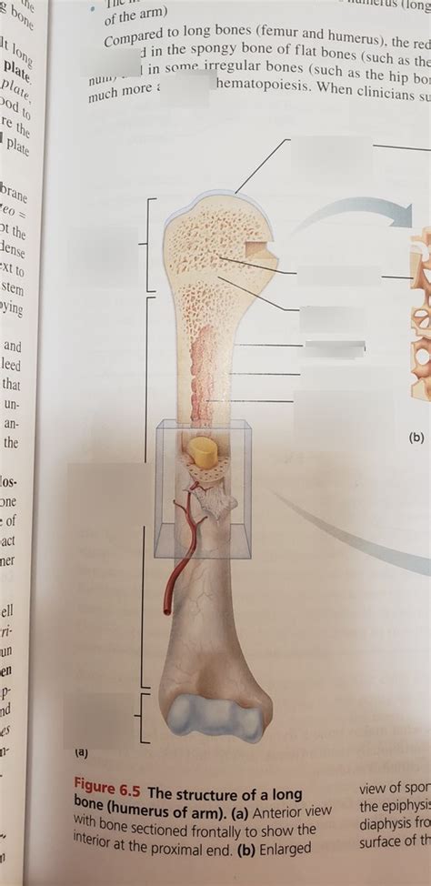 Structure Of Long Bone Diagram Quizlet