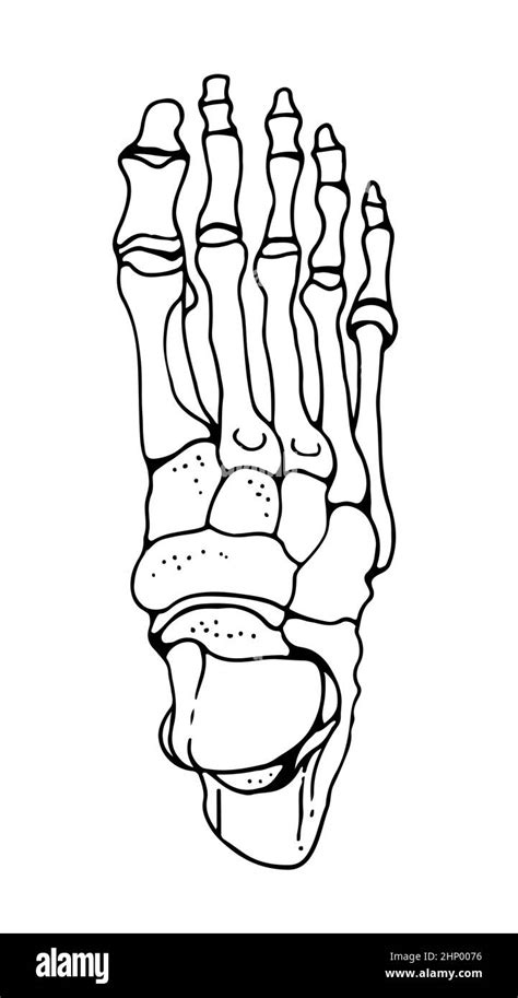 Bones Of The Human Foot Vector Hand Drawn Illustration Isolated On A