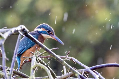 Eisvogel im Regen Zweiter überraschender Besuch wieder d Flickr