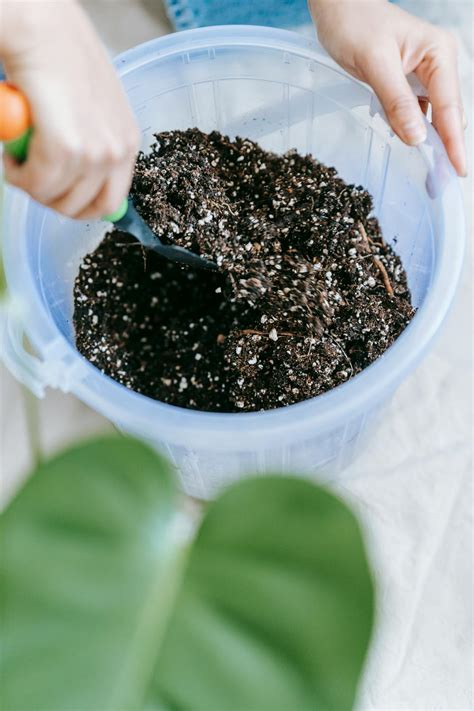 Woman preparing soil for planting houseplant · Free Stock Photo