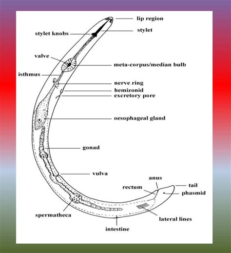 2 Morphology General Characteristics And Biology Of Plant Pathogenic