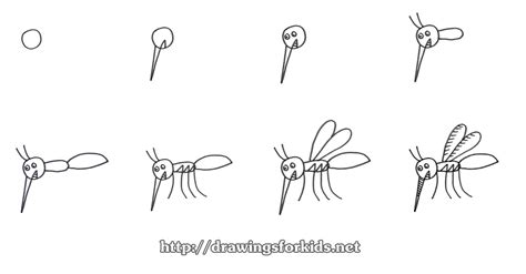 How To Draw A Mosquito