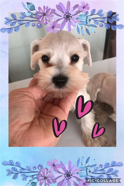 Miniature Schnauzer Puppies For Sale Miami Dade County Fl 285668